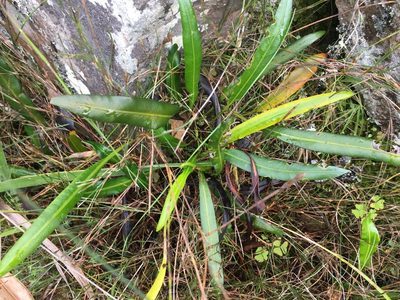 Elaphoglossum acrostichoides, photographed by Caroline Voget