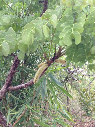 Stryphnodendron adstringens, photographed by Roderic Page