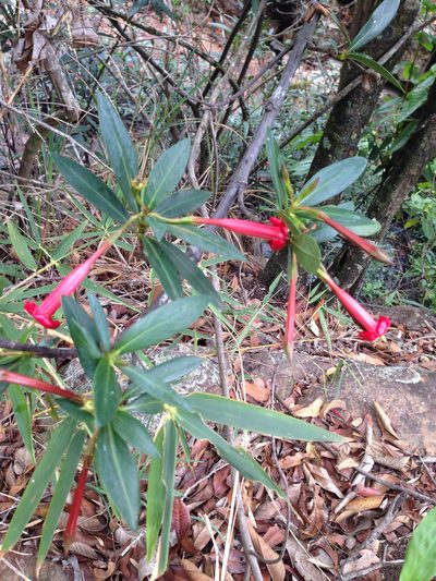 Augusta longifolia, photographed by Roderic Page