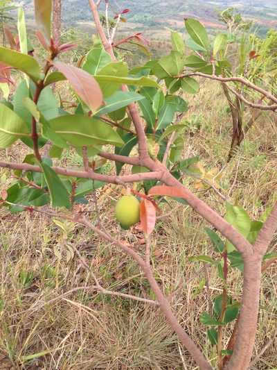 Hancornia speciosa, photographed by Roderic Page