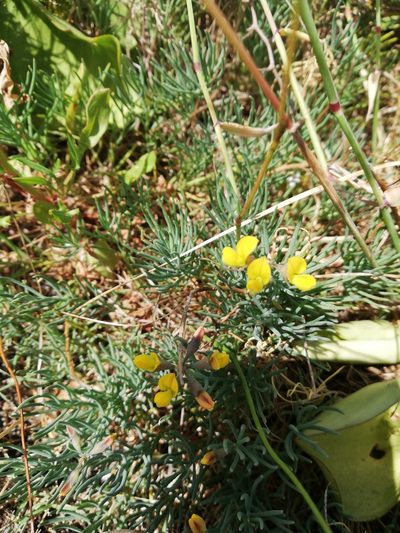 Lebeckia plukenetiana, photographed by Nadine Van Zyl