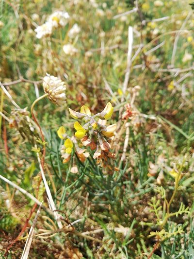 Lebeckia plukenetiana, photographed by Nadine Van Zyl