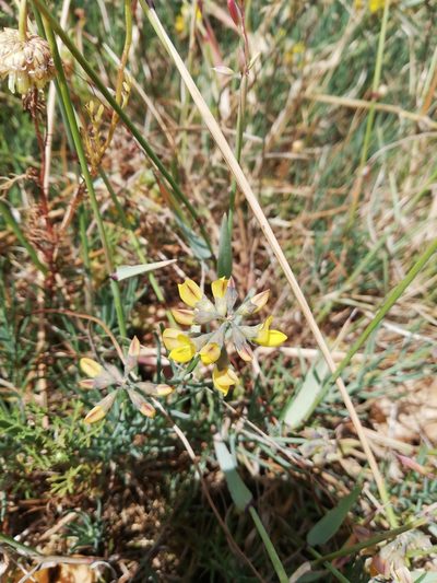 Lebeckia plukenetiana, photographed by Nadine Van Zyl