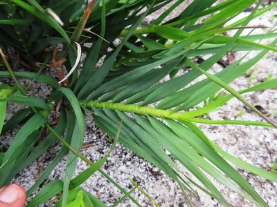 Pseudopentameris obtusifolia, photographed by linkie