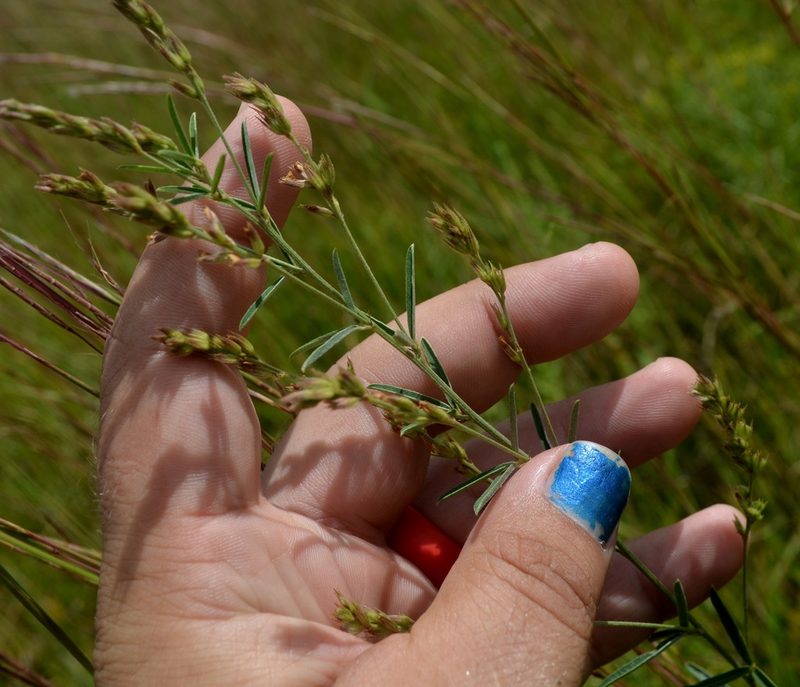 Lespedeza leptostachya, photographed by Evan Barker
