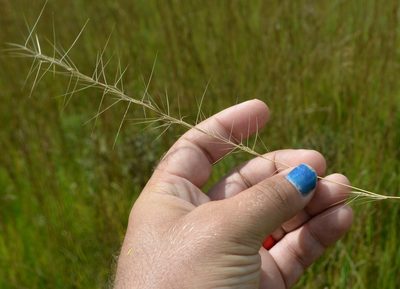 Aristida purpurascens, photographed by Evan Barker