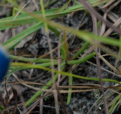Phemeranthus rugospermus, photographed by Evan Barker