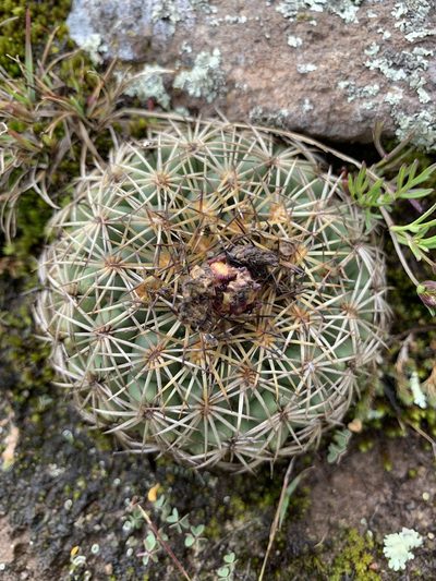 Coryphantha retusa, photographed by Carlos Martorell