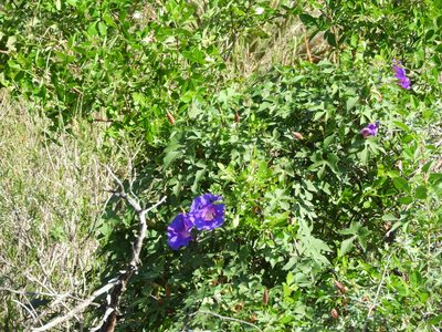 Ipomoea orizabensis, photographed by Leticia Jiménez Hernández