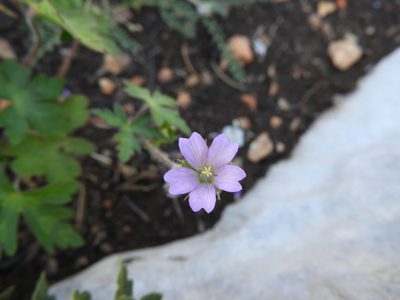 Geranium seemannii, photographed by Leticia Jiménez Hernández