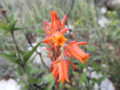 Echeveria strictiflora, photographed by Leticia Jiménez Hernández