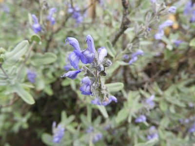 Salvia coulteri, photographed by Leticia Jiménez Hernández