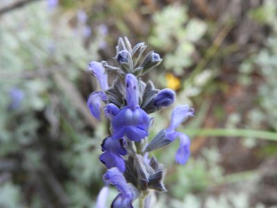 Salvia coulteri, photographed by Leticia Jiménez Hernández