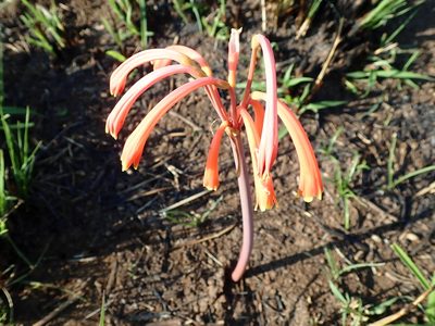 Cyrtanthus tuckii, photographed by Peter Warren