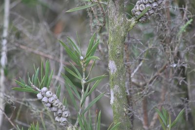 Melaleuca rugulosa, photographed by Noeleen du Toit