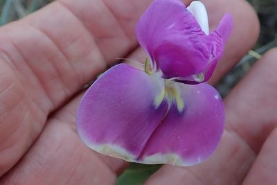 Vigna unguiculata, photographed by Peter Warren