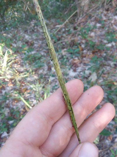 Erianthus strictus, photographed by Will McFarland