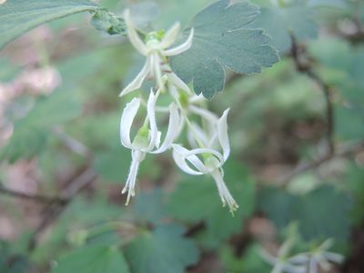 Ribes curvatum, photographed by Curtis Hansen