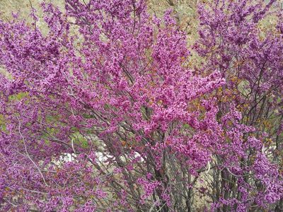 Cercis griffithii, photographed by Nasser Halaweh