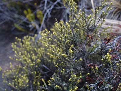 Cassinia vauvilliersii, photographed by Paul Bell-Butler