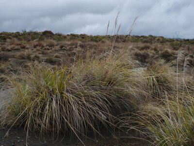 Austroderia fulvida, photographed by Paul Bell-Butler