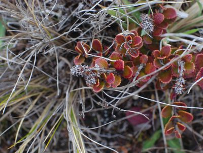 Gaultheria colensoi, photographed by Paul Bell-Butler