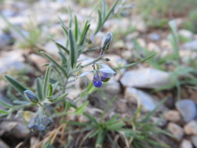 Hebecarpa barbeyana, photographed by Leticia Jiménez Hernández