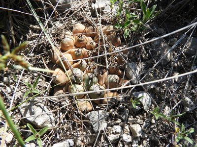 Thelocactus rinconensis, photographed by Leticia Jiménez Hernández
