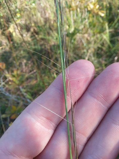Aristida palustris, photographed by Will McFarland