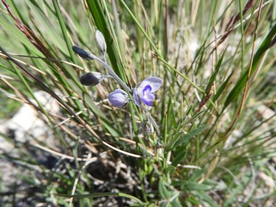 Hebecarpa barbeyana, photographed by Leticia Jiménez Hernández