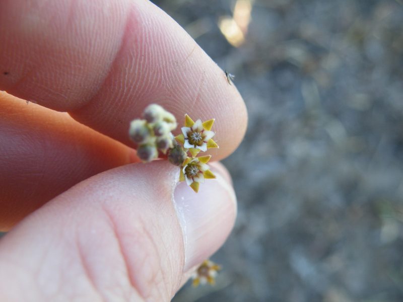Aspidoglossum lamellatum, photographed by Antoinette Eyssell Knox
