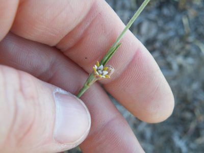 Aspidoglossum lamellatum, photographed by Antoinette Eyssell Knox
