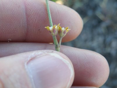 Aspidoglossum lamellatum, photographed by Antoinette Eyssell Knox