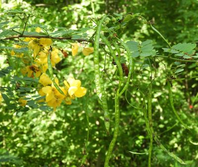 Senna pallida, photographed by Francisco Farriols Sarabia