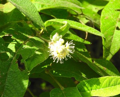 Croton alamosanus, photographed by Francisco Farriols Sarabia