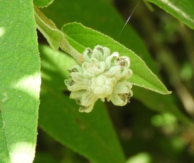 Croton alamosanus, photographed by Francisco Farriols Sarabia