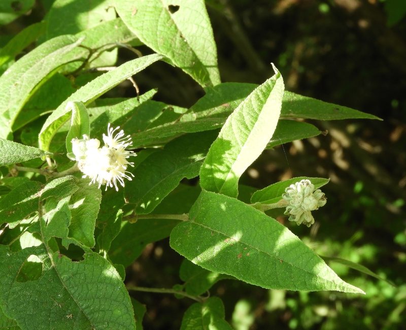 Croton alamosanus, photographed by Francisco Farriols Sarabia