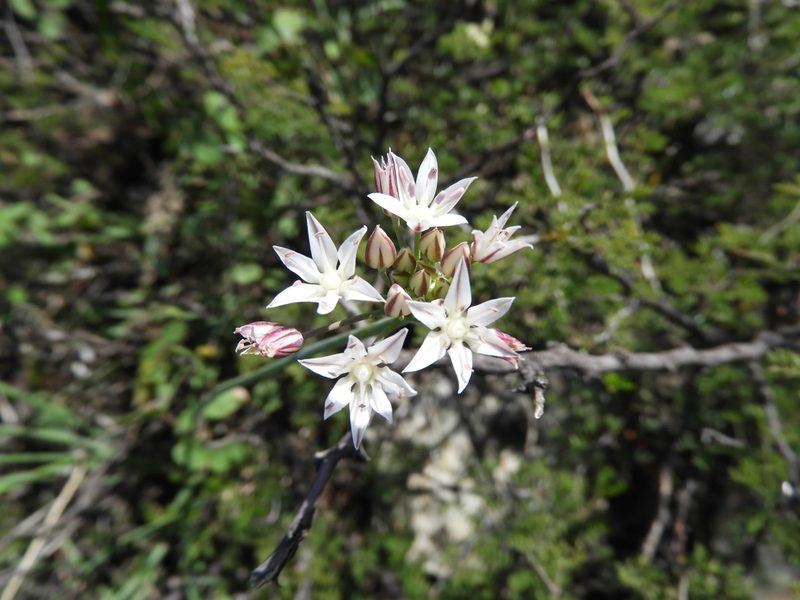 Allium longifolium, photographed by Leticia Jiménez Hernández