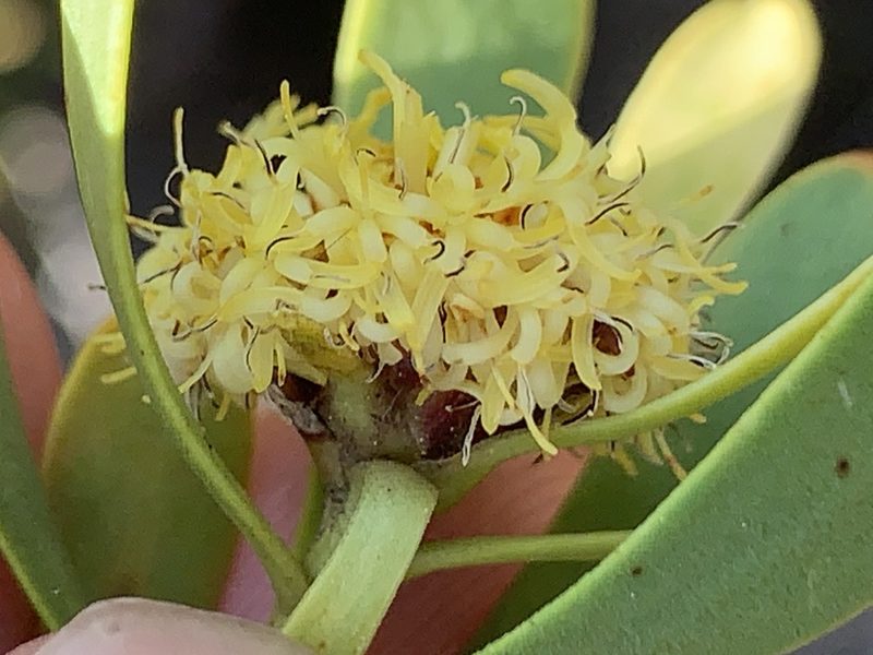 Leucadendron chamelaea, photographed by Matthew Fainman