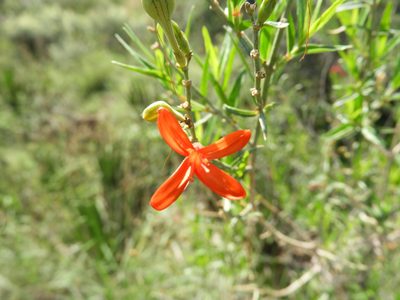 Anisacanthus quadrifidus, photographed by Leticia Jiménez Hernández