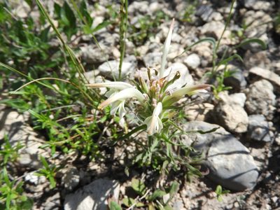 Castilleja mexicana, photographed by Leticia Jiménez Hernández