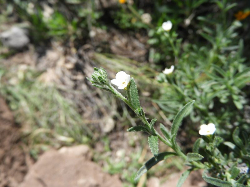 Antiphytum heliotropioides, photographed by Leticia Jiménez Hernández