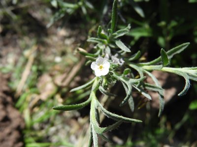 Antiphytum heliotropioides, photographed by Leticia Jiménez Hernández