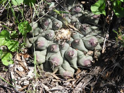 Thelocactus rinconensis, photographed by Leticia Jiménez Hernández