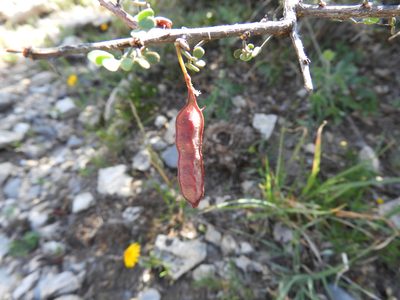 Mimosa zygophylla, photographed by Leticia Jiménez Hernández