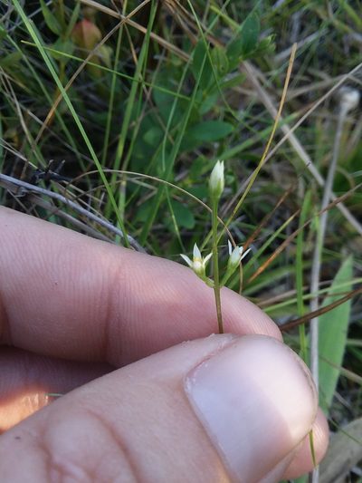 Bartonia paniculata, photographed by Will McFarland