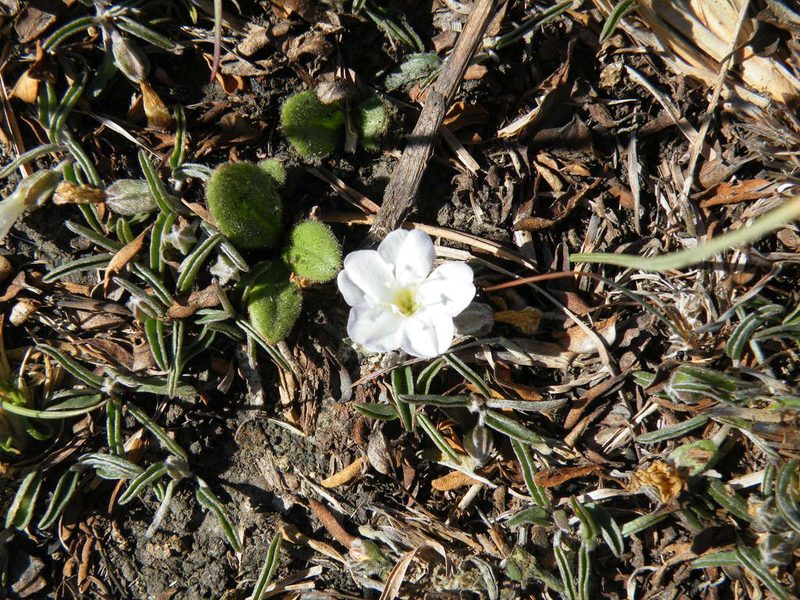 Falkia oblonga, photographed by Antoinette Eyssell Knox