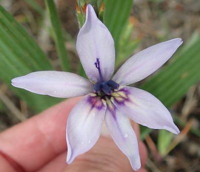 Babiana fragrans, photographed by Nicola van Berkel