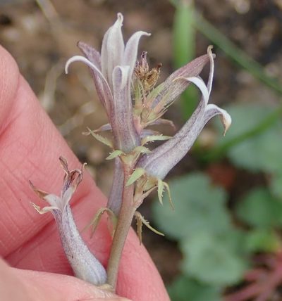 Cyphia phyteuma, photographed by Nicola van Berkel