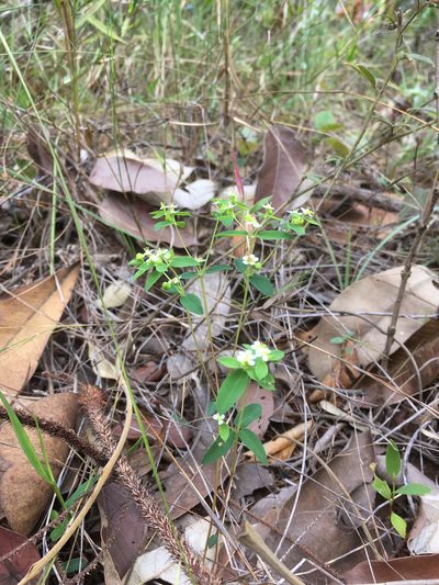 Euphorbia potentilloides, photographed by Kyle Copas